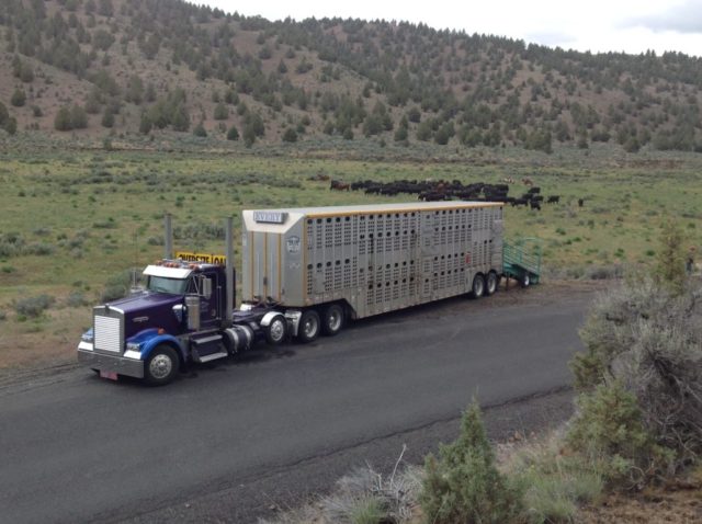 cattle being loaded into Every Trucking cattle trailer